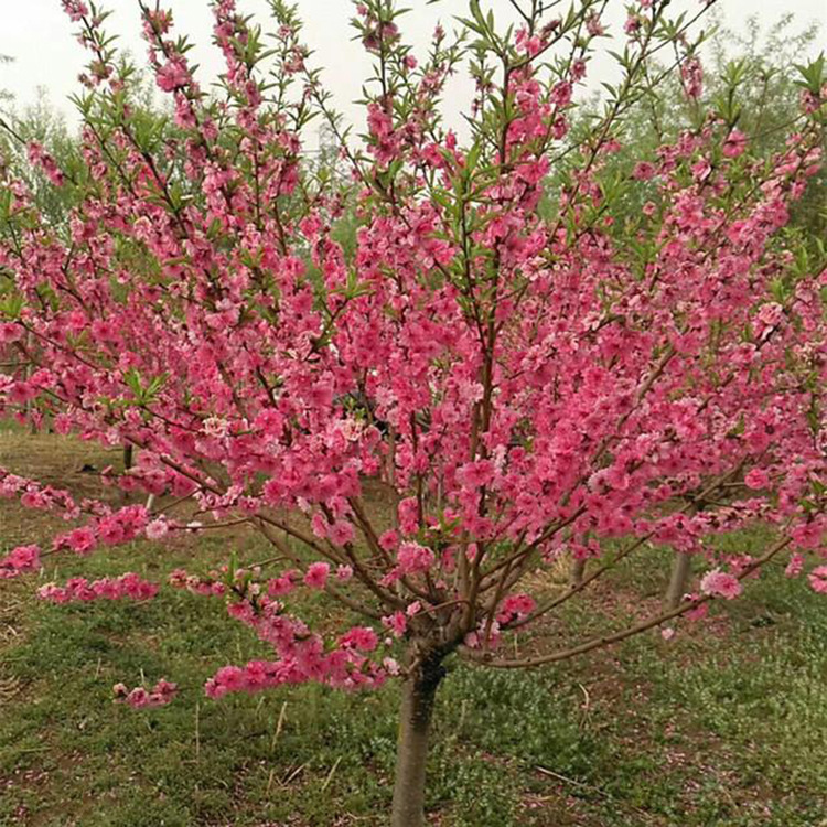 道路绿化菊花碧桃行道树菊花碧桃苗常年供应