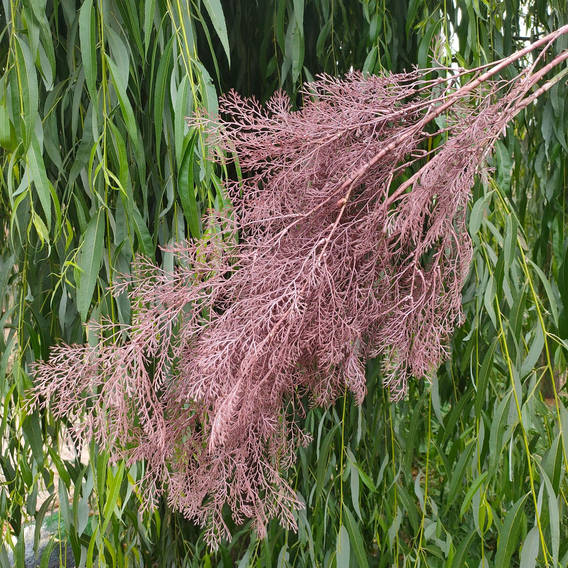 仿真雾凇草迷雾凤尾干花婚庆花拱门吊顶假花仿真迷雾花垂吊雾松