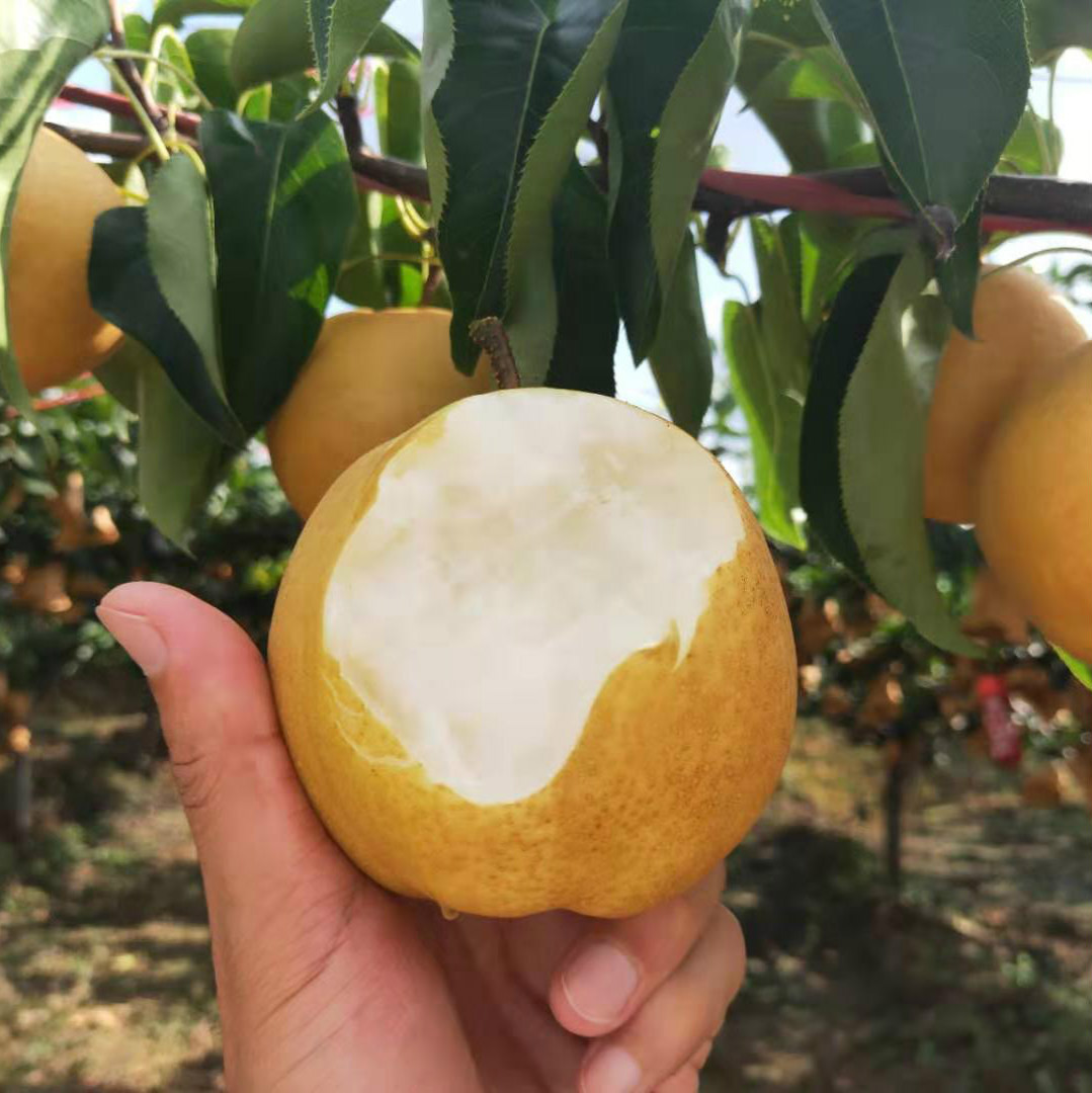 5-5斤4-6个 丰水梨一件代发