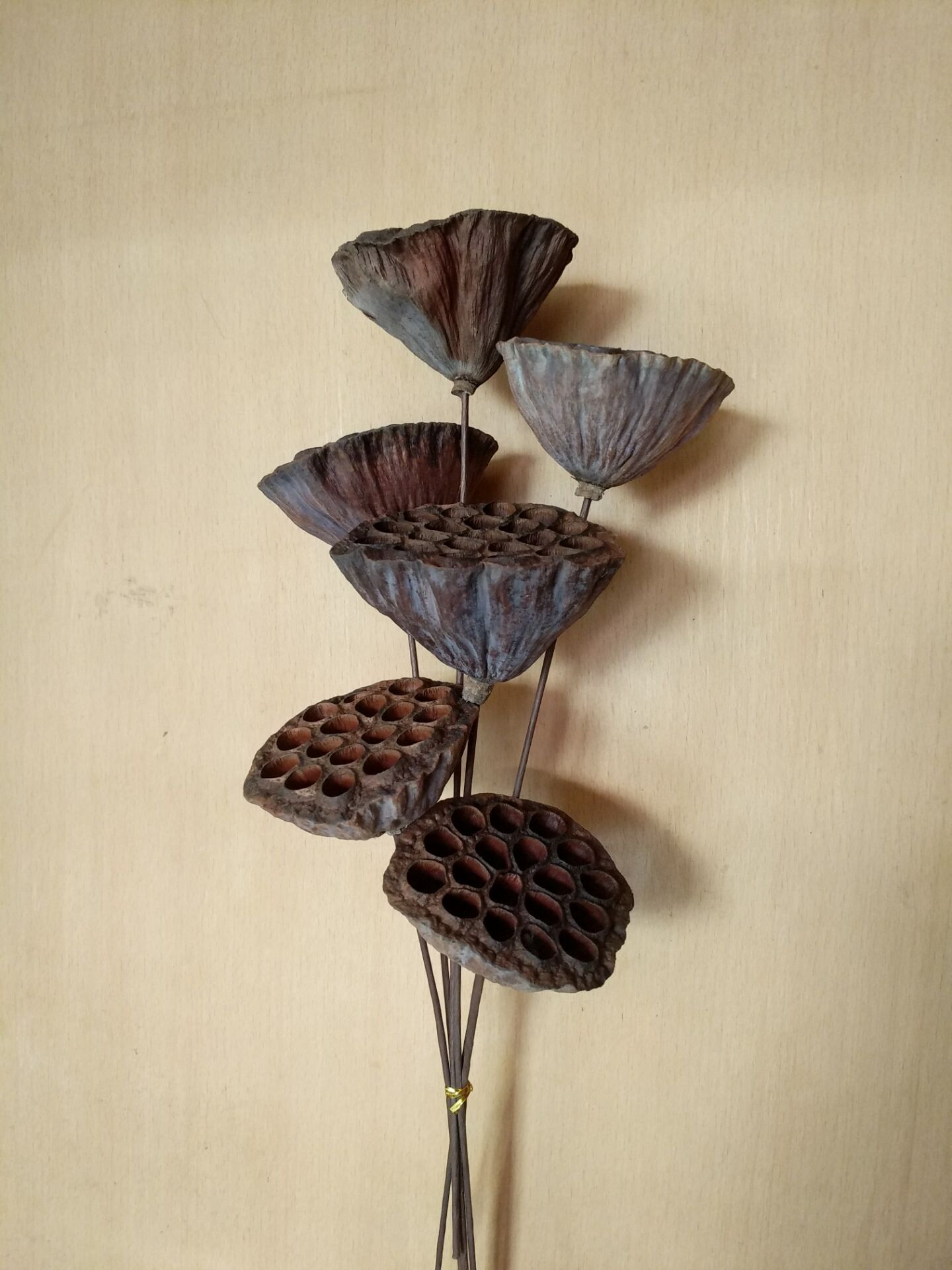 工艺品干花莲蓬加杆莲蓬头野生莲蓬壳干花小莲蓬头莲蓬壳