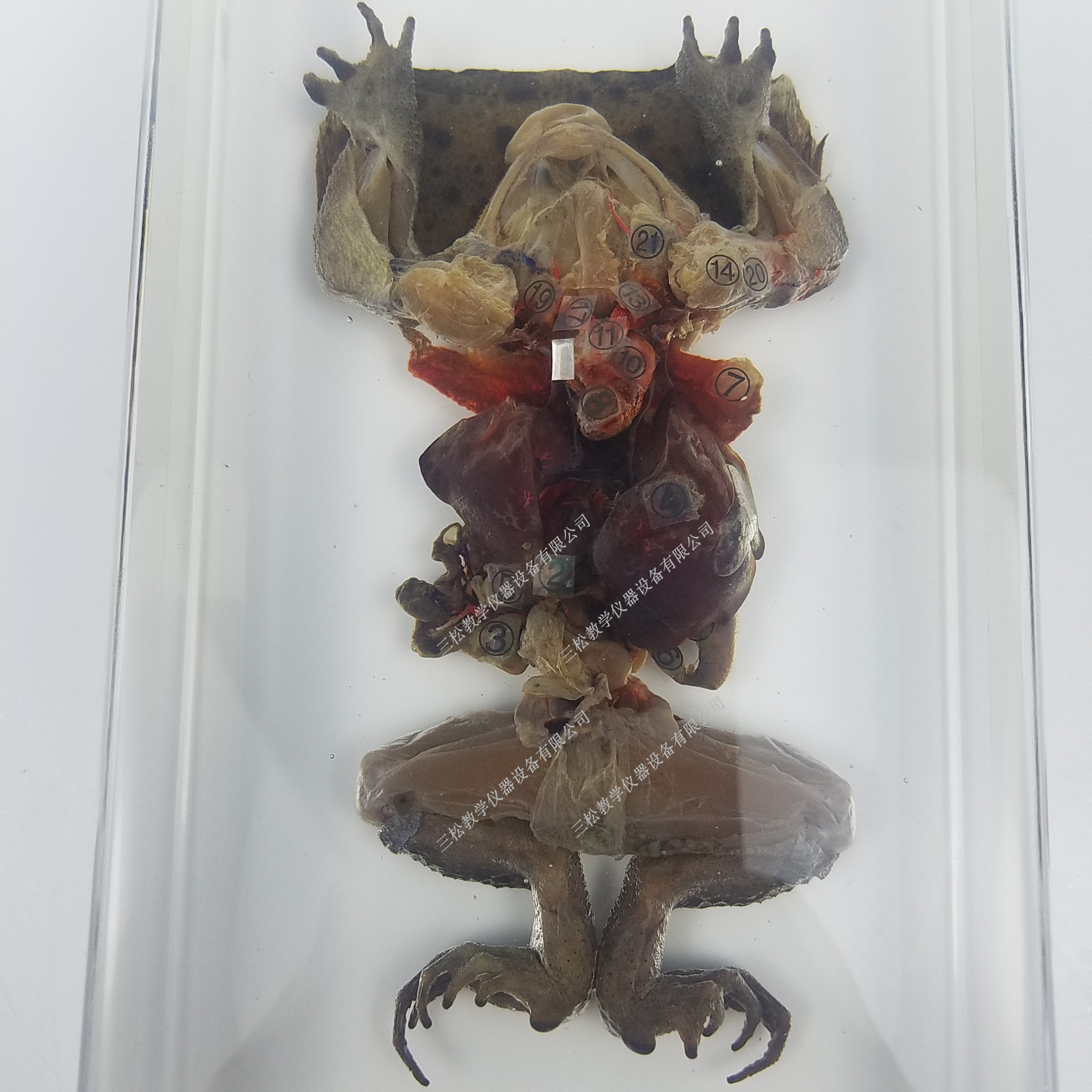 幼儿科普实验室蛙解剖标本 包埋生物标本 小学科学认知教具