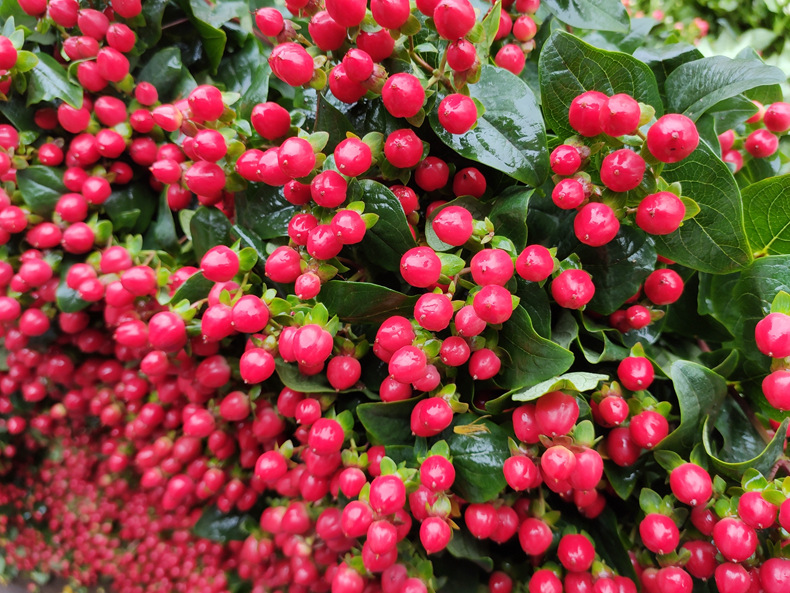 【火龙珠】 粉绿白豆 昆明斗南鲜切花基地直发批发红豆相思豆