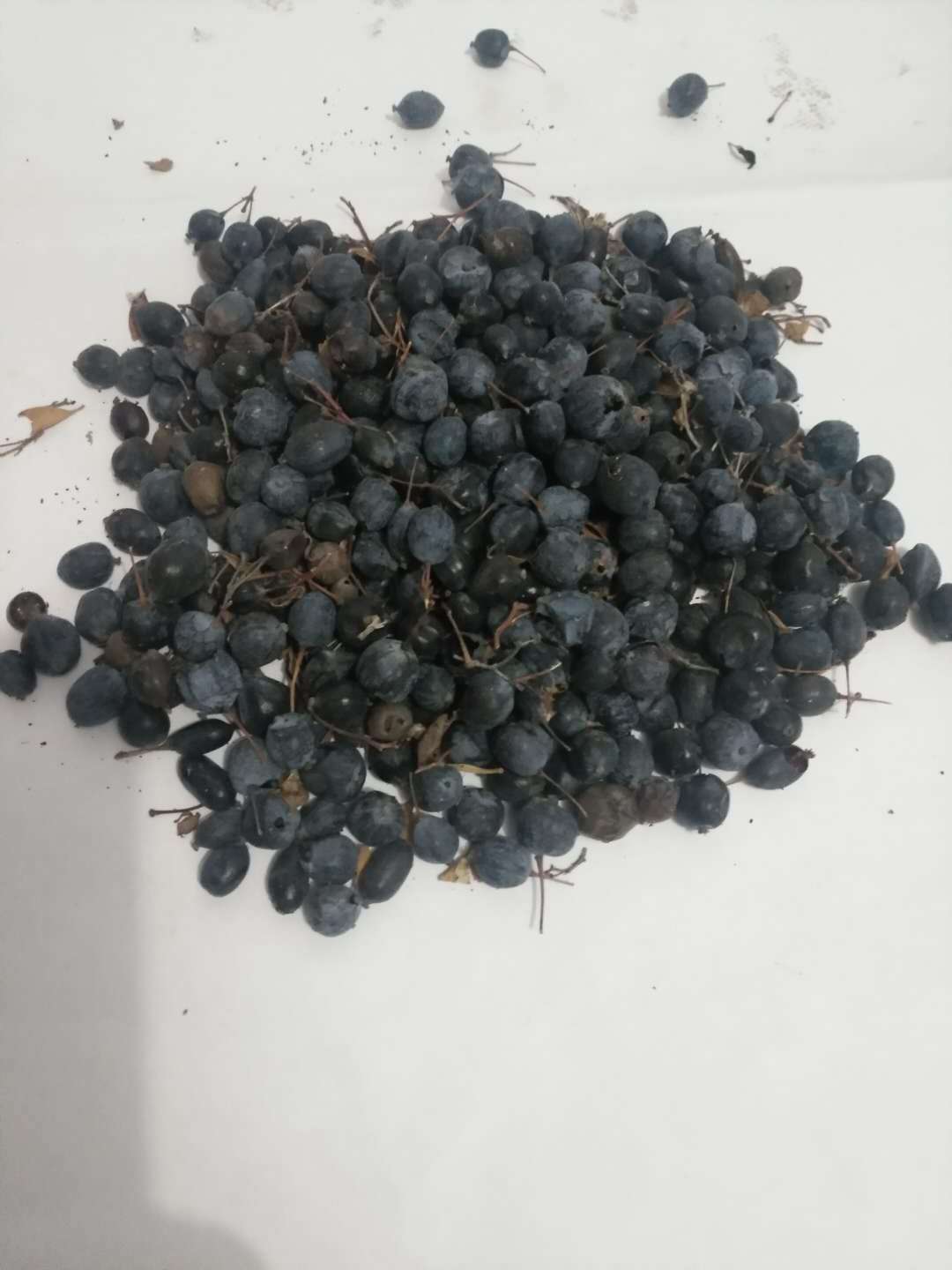 供应野生黑加仑果实