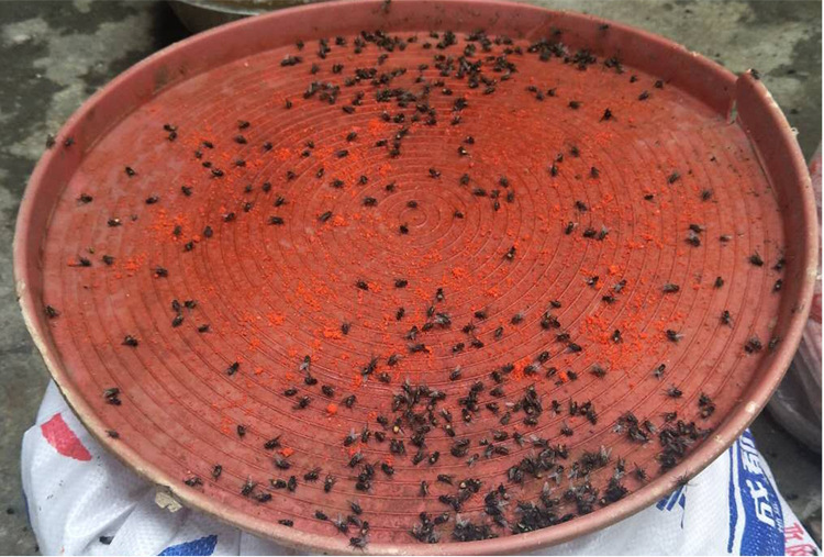 包邮鸡牌500g克瓶桶装灭蝇王苍蝇药养殖场垃圾场食品厂菜市场专用