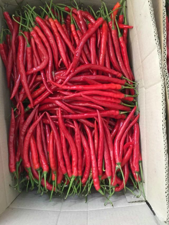 批发供应 比亚久香辣7号辣椒种子 早熟红线椒辣椒种子供基地