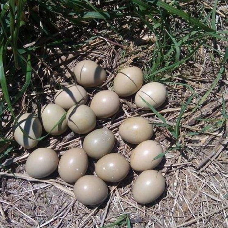 供应批发新鲜山鸡蛋 七彩山鸡蛋 山鸡蛋价格