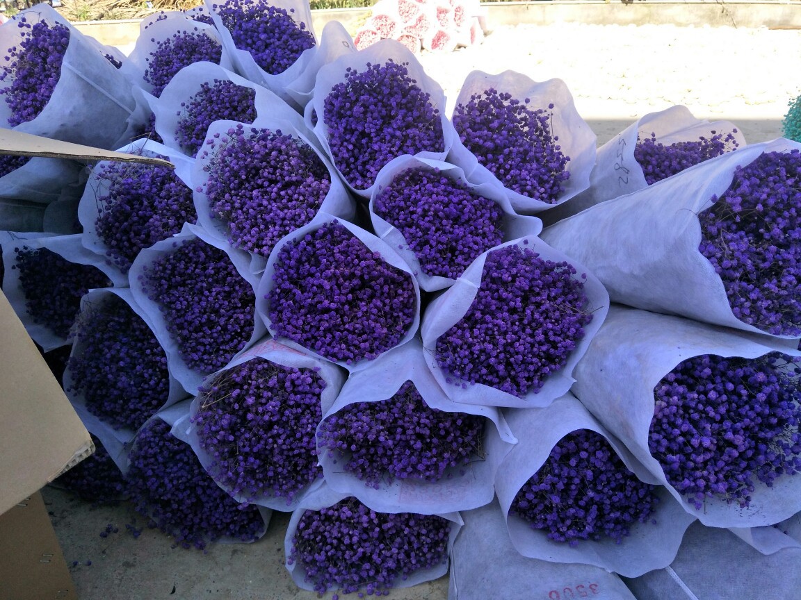 网红满天星干花ins粉色千万星真花厂家批发伊洛斯干花