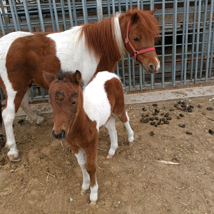 中国矮马多少钱小矮马一匹小婑马多少钱 小矮马人日小矮马