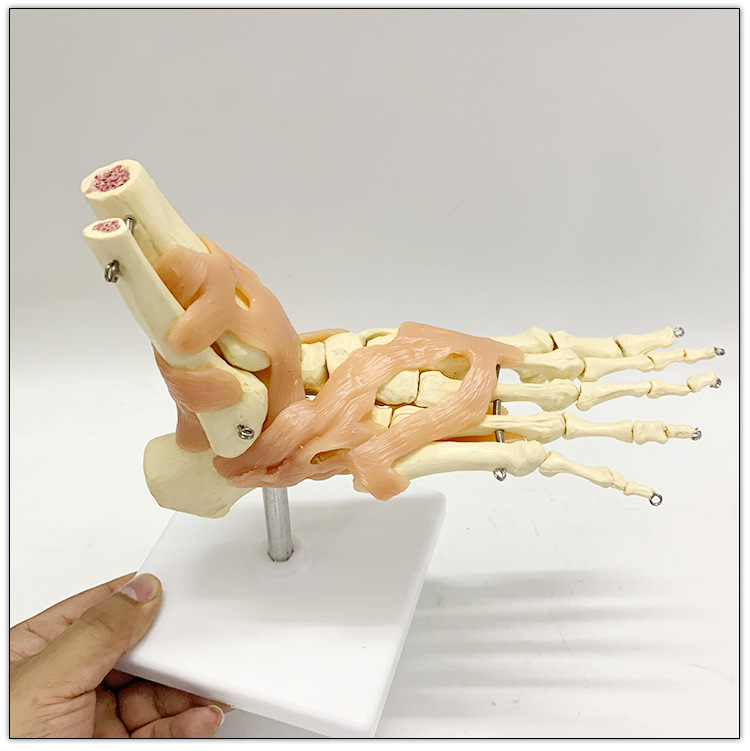 自然大脚踝关节功能模型骨骼骨架带韧带教学医用模型人体节模型