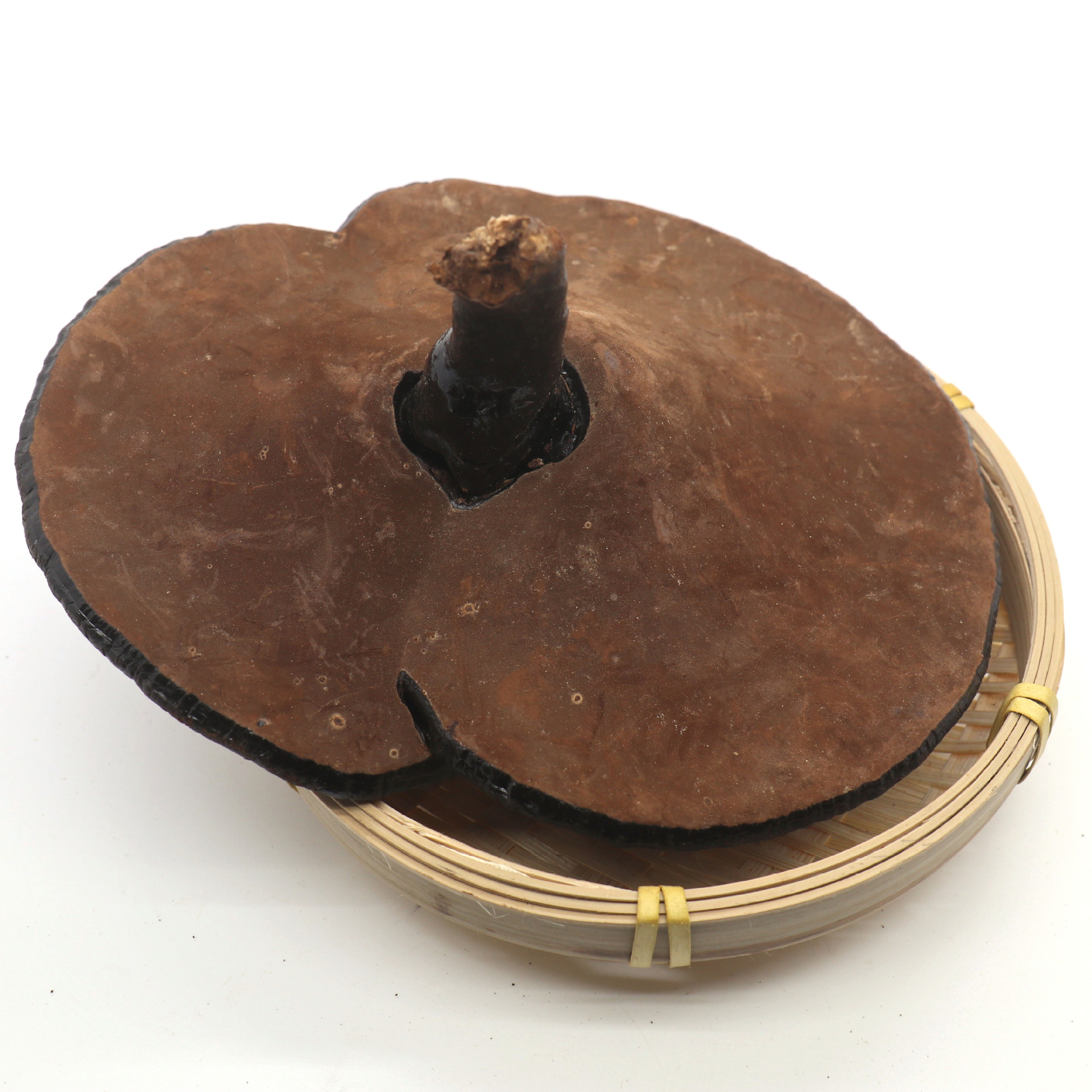 供应贵州优质灵芝 整枝 批发 滋补 有优惠