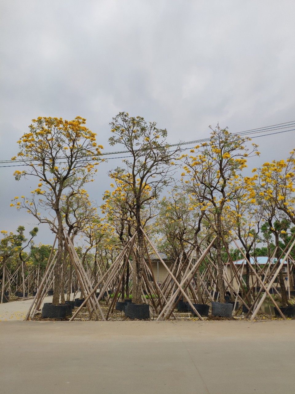 909供应 银鳞风铃木 12-18cm假植苗 金花风铃 开花乔木 基地直销