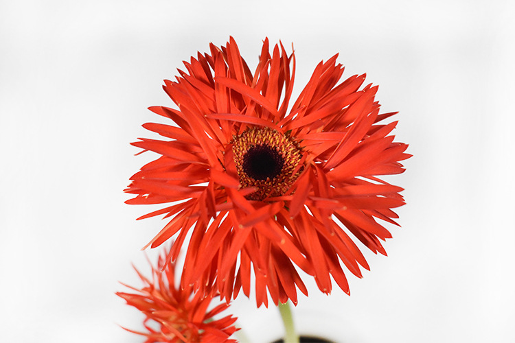 【拉丝弗朗20支】昆明鲜花批发 插花植物弗朗鲜切花 呈贡基地直供