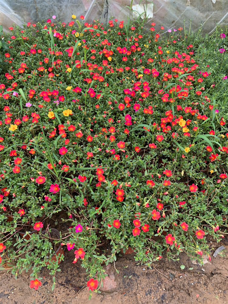 太阳花苗四季花盆栽庭院室内外阳台绿化带植物花卉松叶牡丹半枝莲