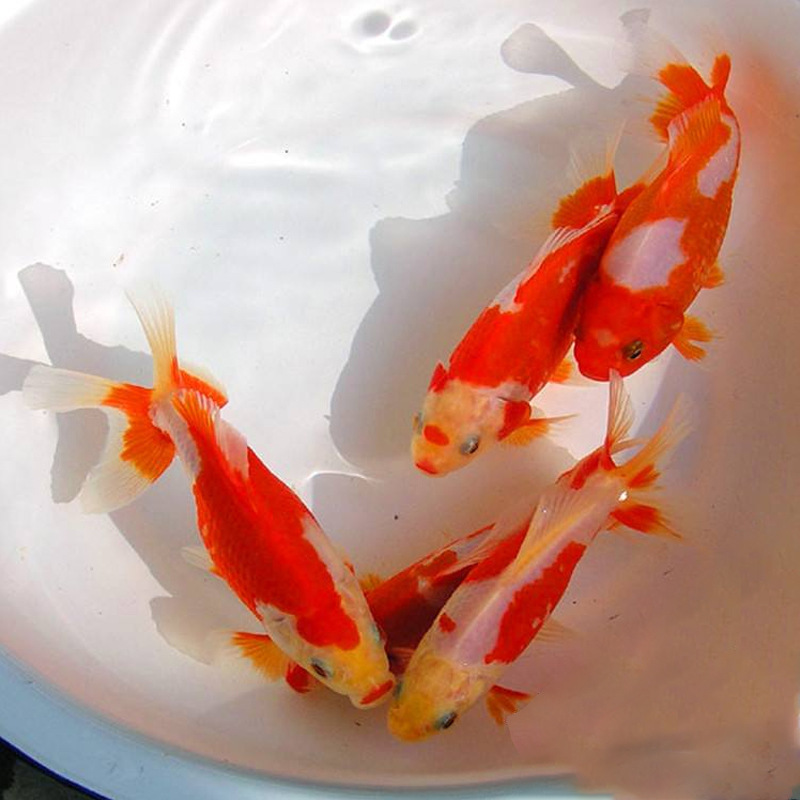 批发小金鱼 合金金鱼小鱼苗 冷水鱼观赏