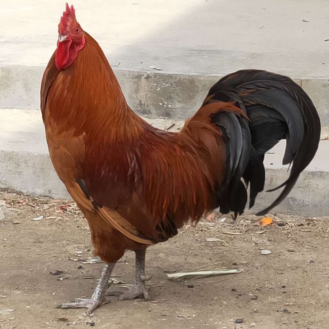 青脚鸡苗 成鸡10斤以上 料比低 适合养殖户