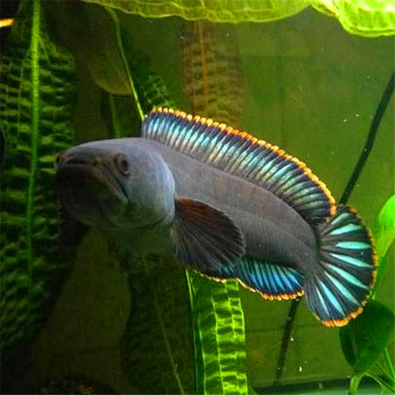 彩虹雷龙鱼活体 七彩眼镜蛇观赏鱼 南鳢雷龙鱼奶茶淡水冷水鱼耐养