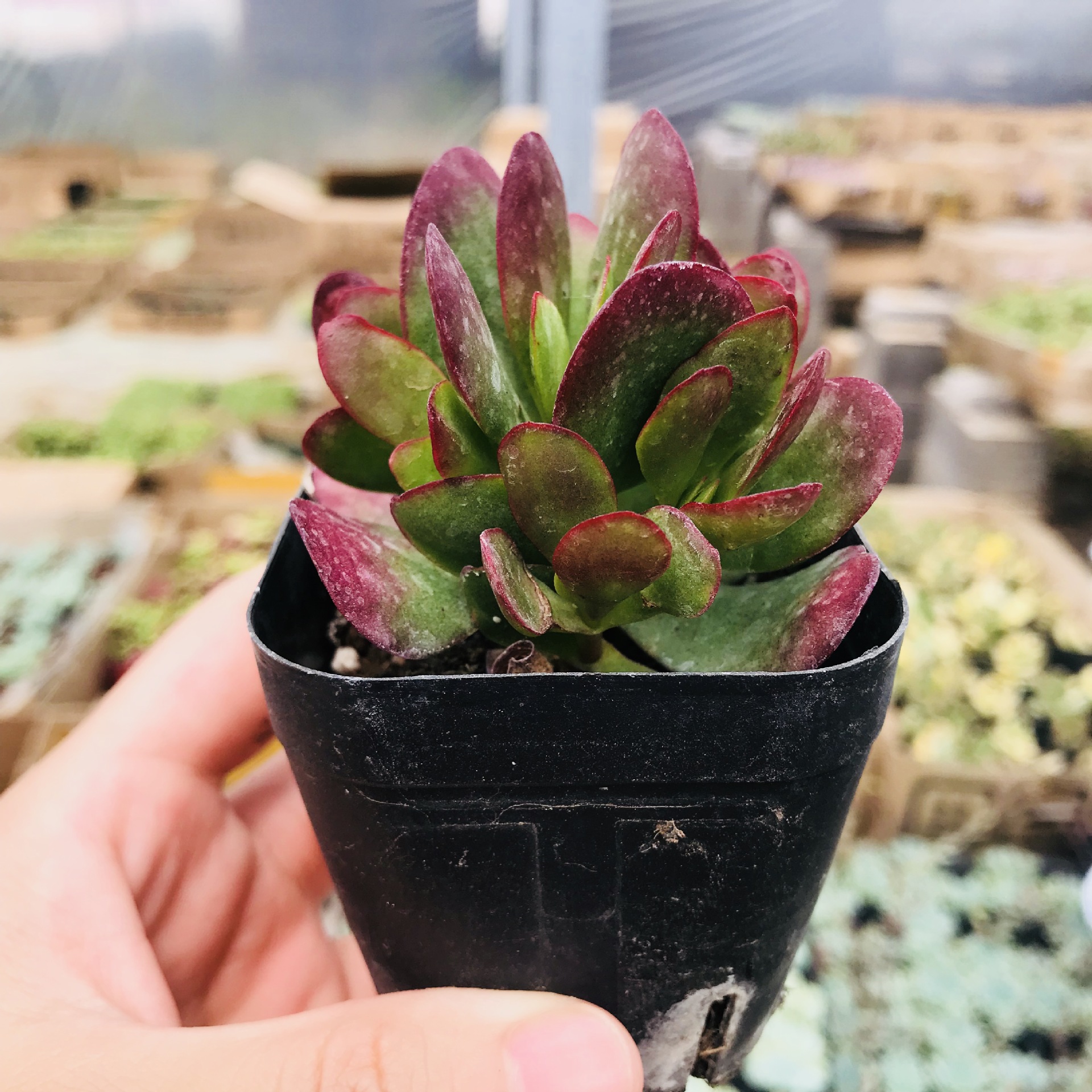 多肉植物 多肉盆栽批发 多头群生老桩盆栽组合花卉 紫蝶多肉基地