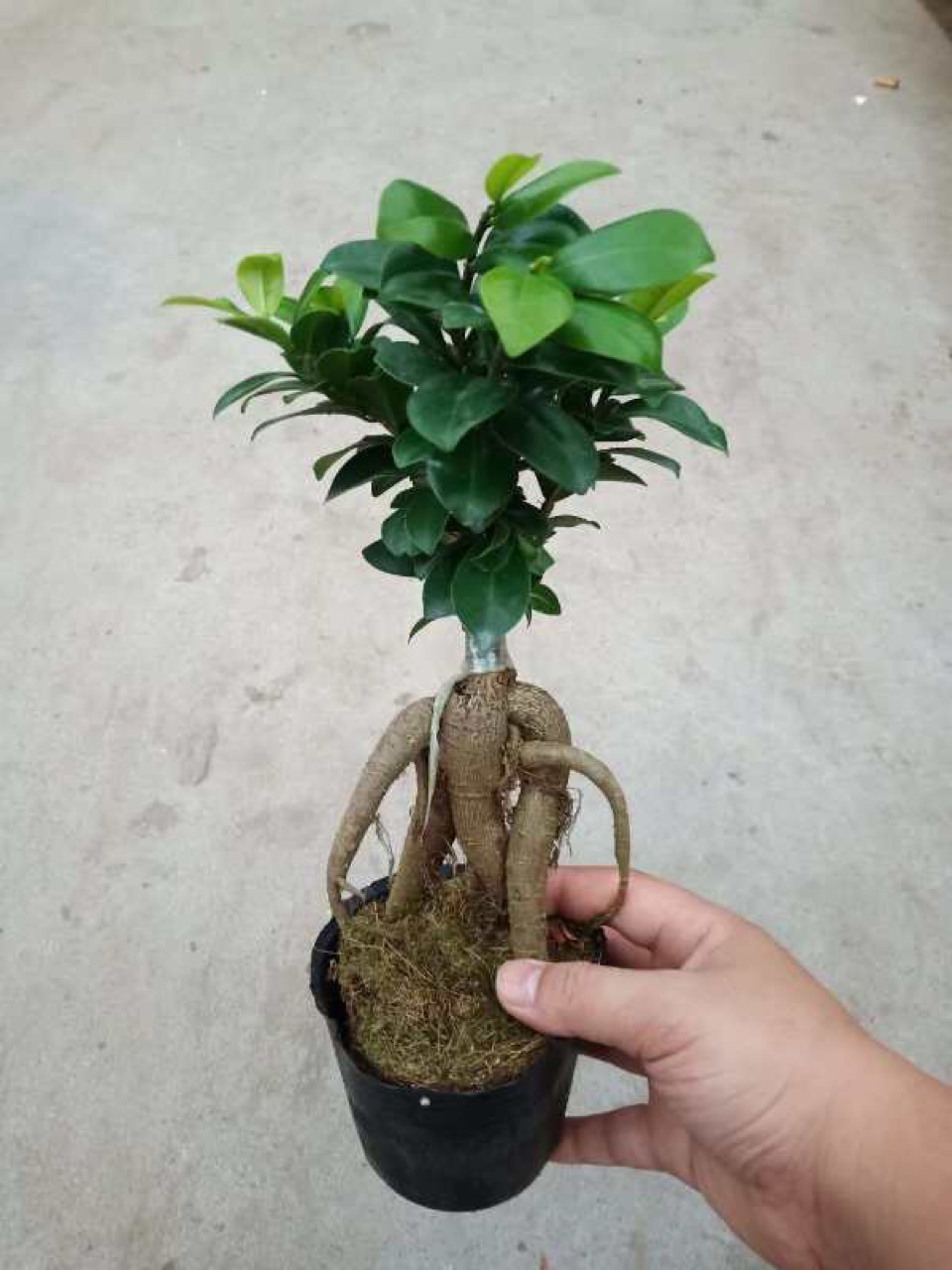 人参榕大小榕树绿植盆栽花卉室内盆景常青水培植物基地批发