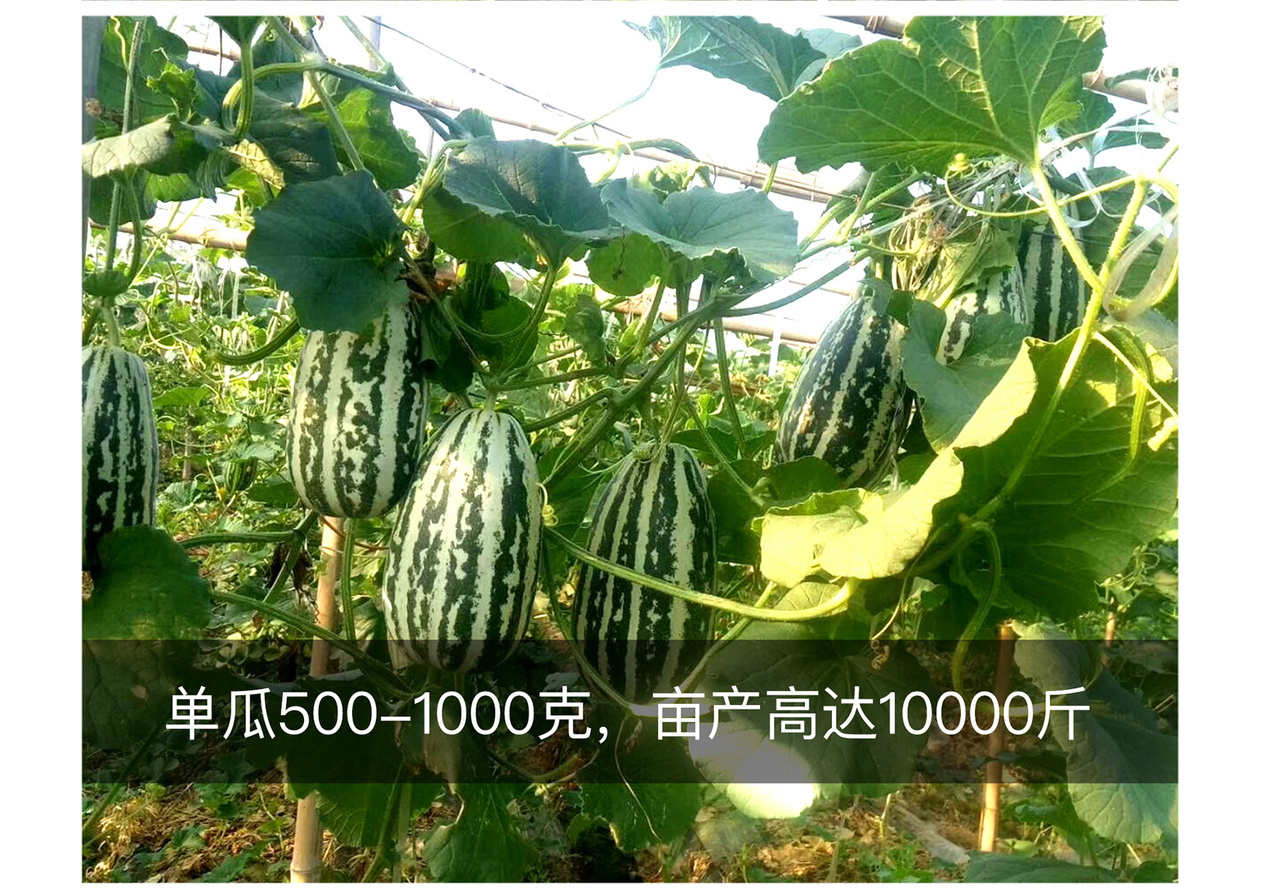 中科茂华蔬菜种子中科博美甜瓜种子花皮绿肉橘瓤博洋系列91号91号