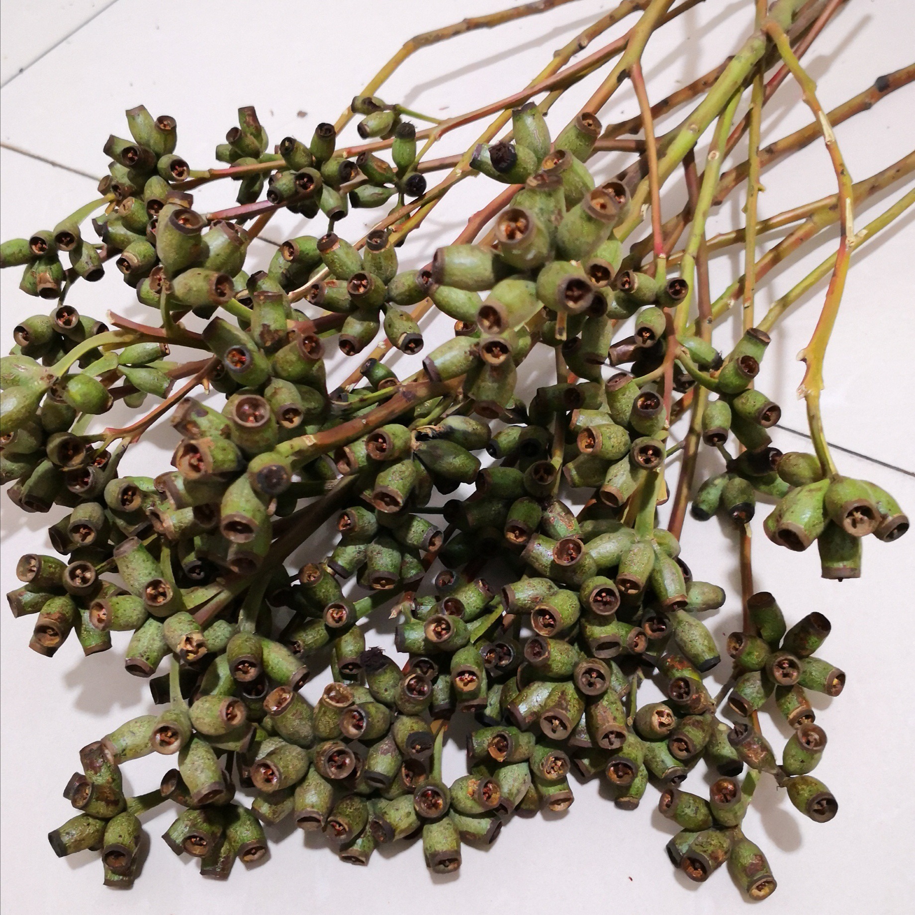 尤加利果干花 僵尸果小米果桉树果干花批发 十克拉星干花花艺装饰