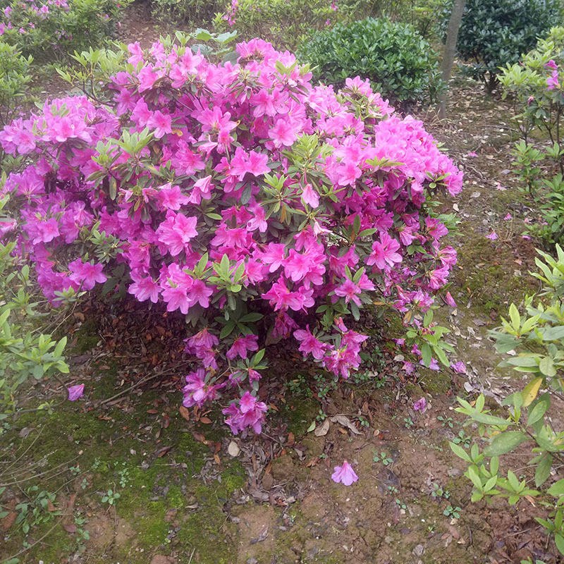 杜鹃产地现货供应市政园林绿化50公分冠幅的花灌木杜鹃球农户直销