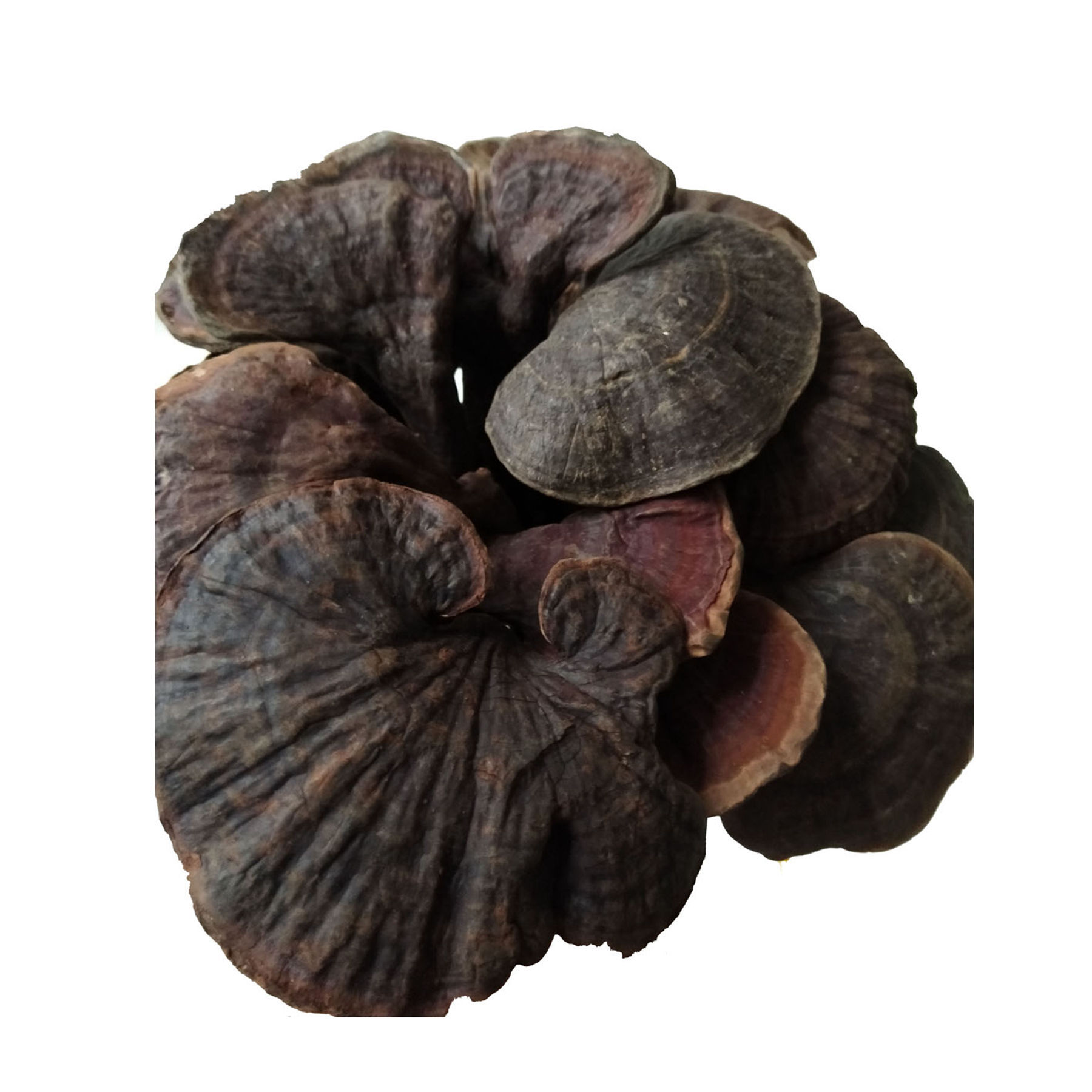 野生竹灵芝紫芝不苦有香味云南雨林长颈野生竹灵芝小红灵芝