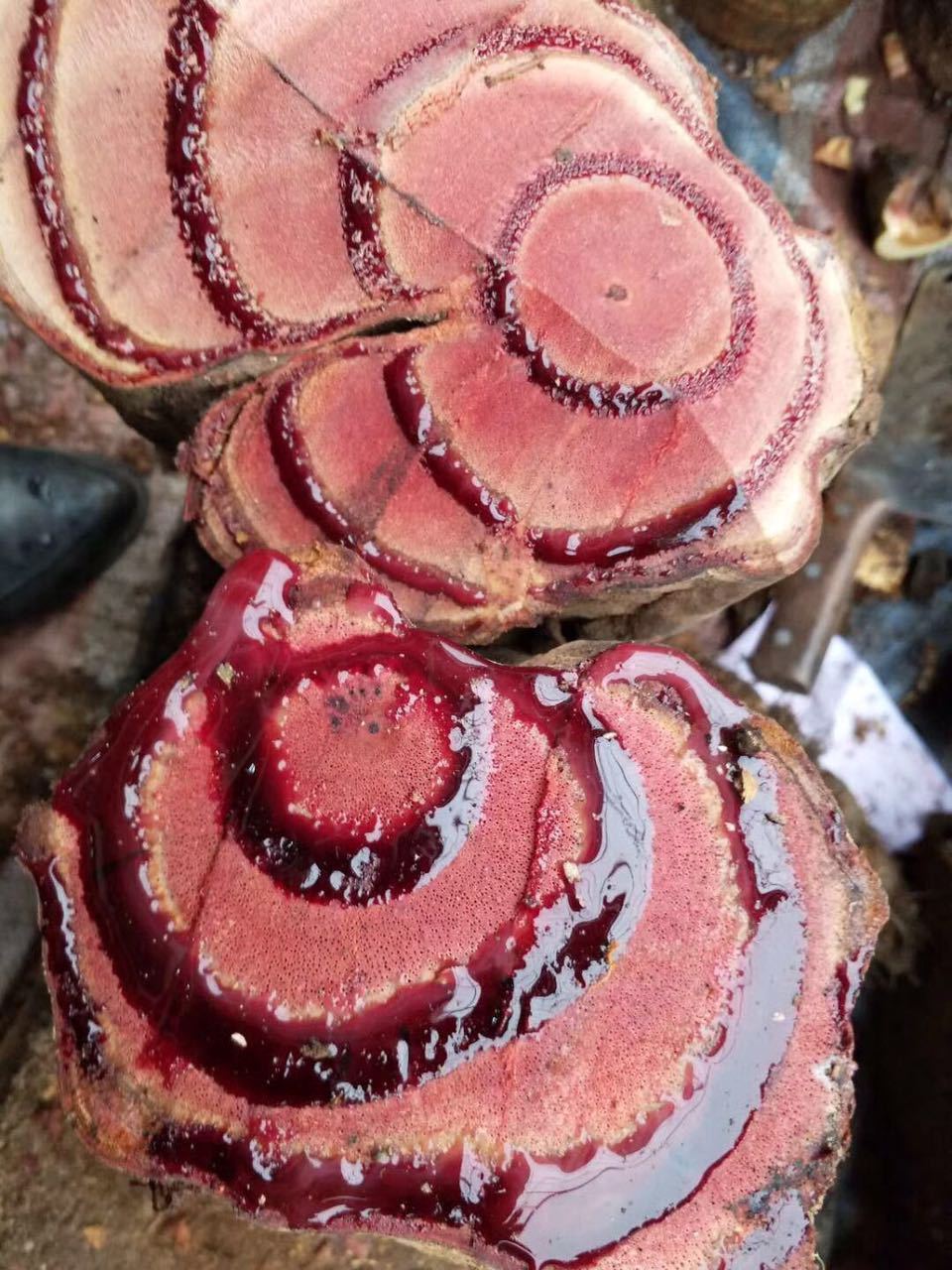 跑江湖地摊展销会鸡血藤宰树根子药砍砍药深山根子药原料大血腾