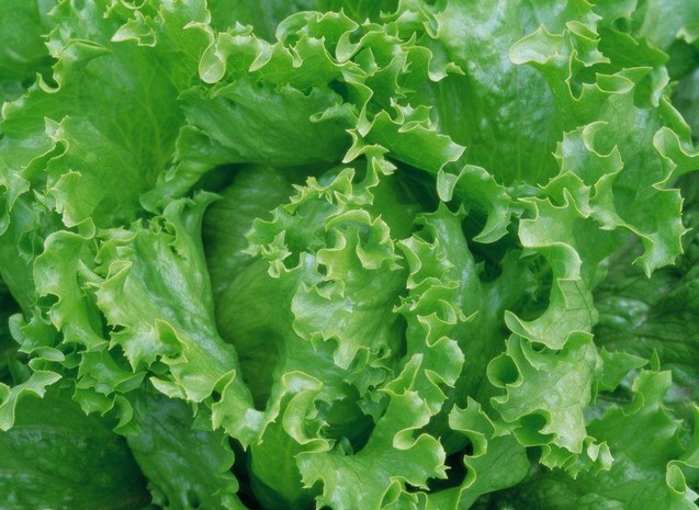 意大利结球玻璃生菜种籽子籽四季瓜果蔬菜种子