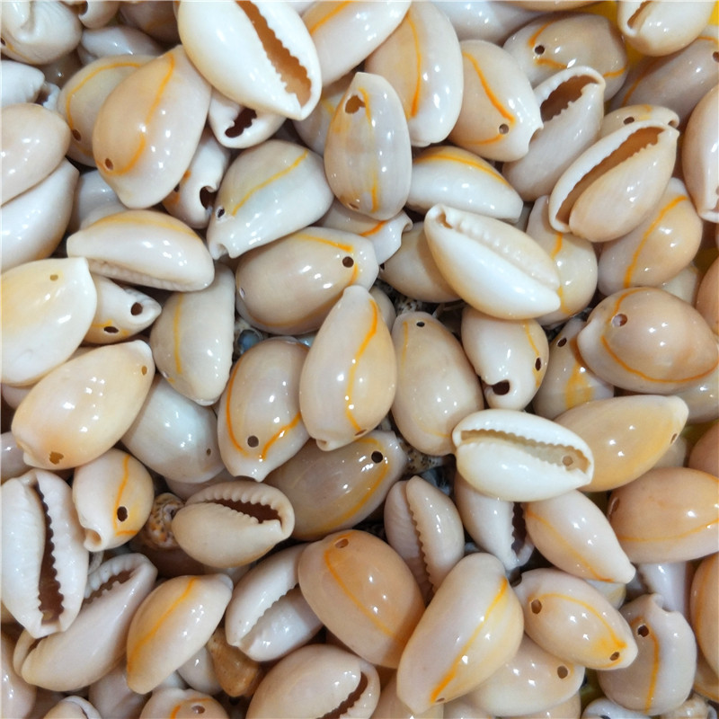 金边贝壳 天然海螺贝壳首饰加工配件1.4-2.2厘米黄宝螺双孔意贝