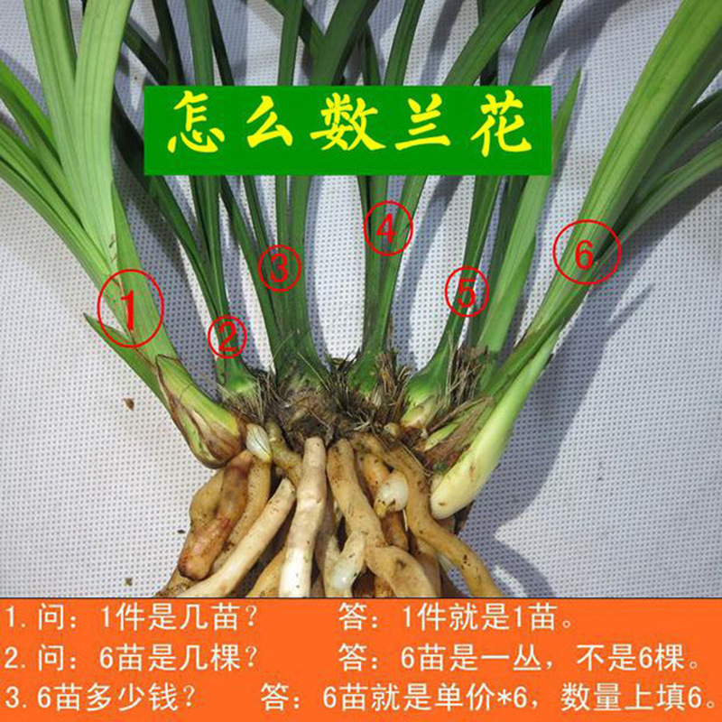 盆栽花卉建兰花苗 蝉兰 墨兰苗 春兰苗 大花蕙兰苗 当年开花