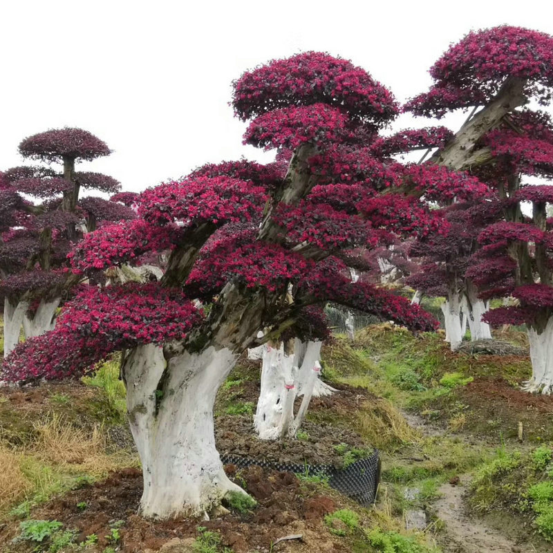 造型红花檵木桩 造型景观树红花继木庭院花卉绿化红花檵木桩基地