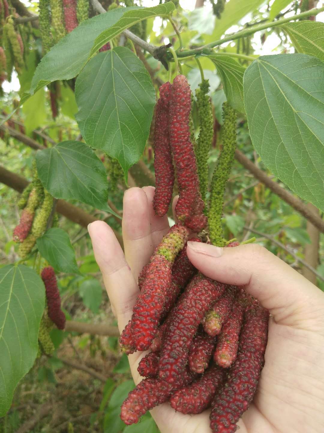 台湾长果桑果树苗 长果桑苗木价格 大果桑苗批发 基地直发