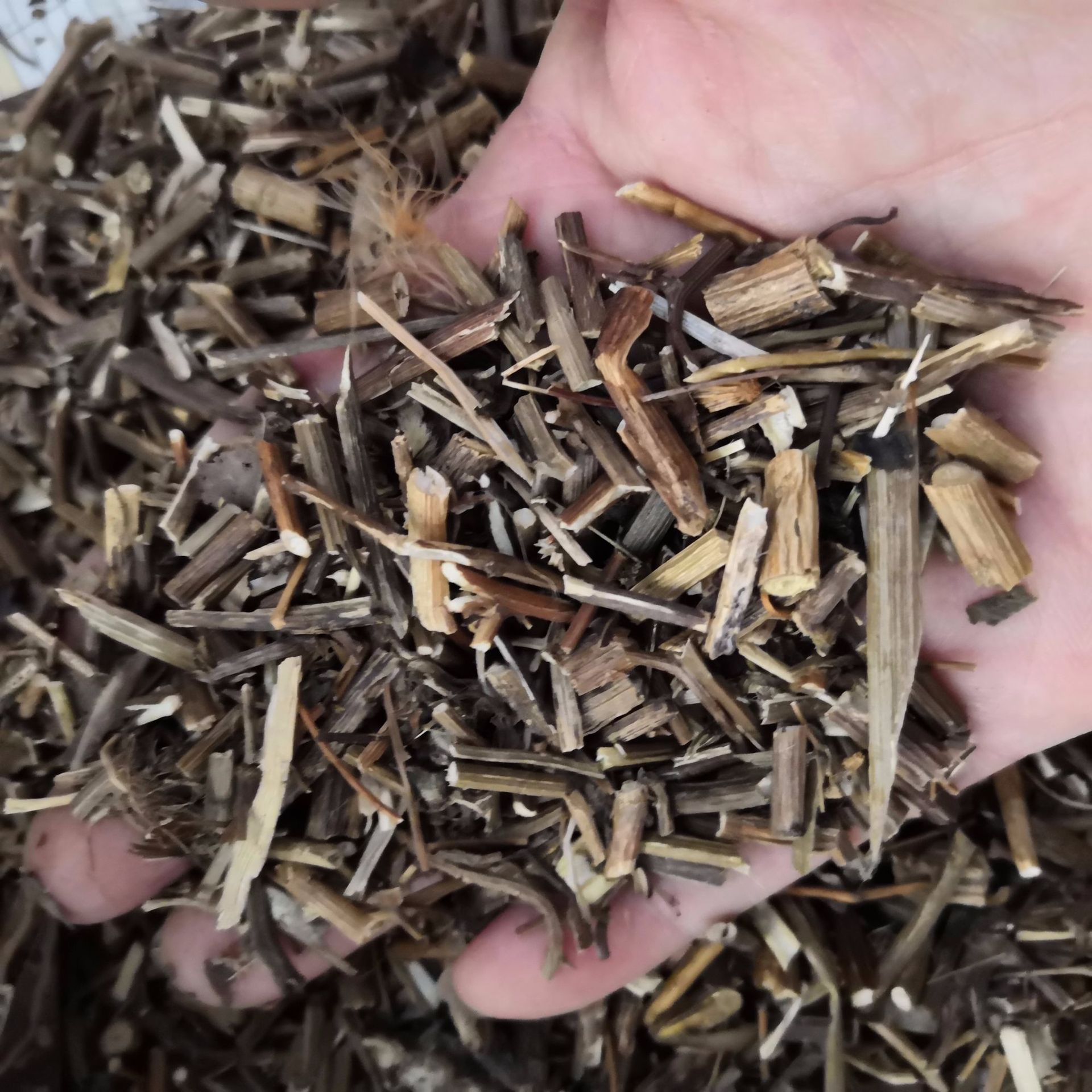 中药材批发 白花九里明 千里光 青龙梗 木莲草 九里光 九里明