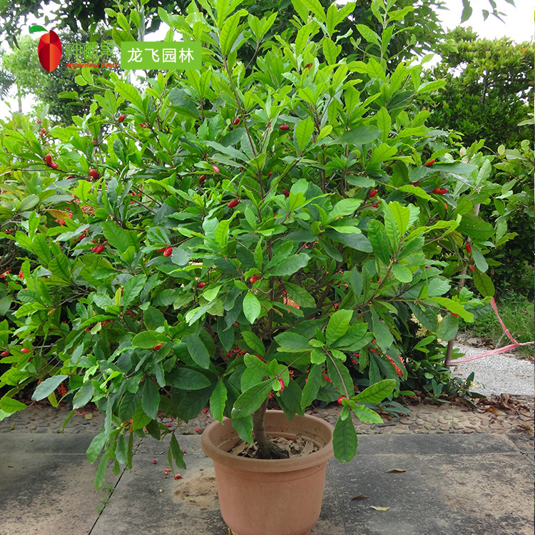 神秘果 10-12年树苗盆栽 批发供应蜜拉圣果 变味果 带花带果