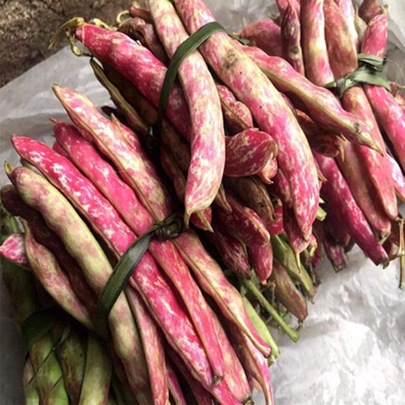 红金钩油豆种子东北红金勾豆角种籽彩虹豆无筋红芸豆特色蔬菜种孑