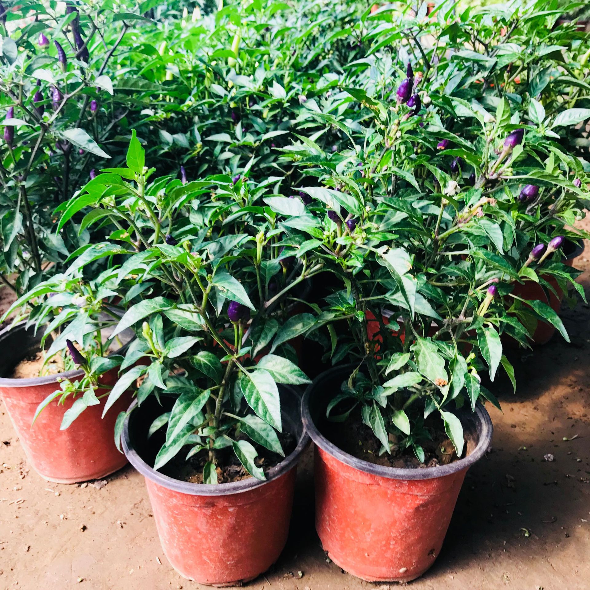 阳台观赏小辣椒盆栽 多年生四季常青五彩椒量大优 观果盆栽五彩椒