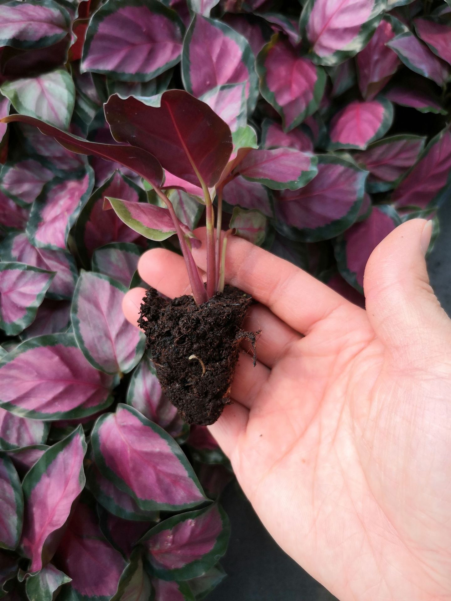 玫瑰红竹芋厂家直销观叶植物室内耐养花卉小盆栽