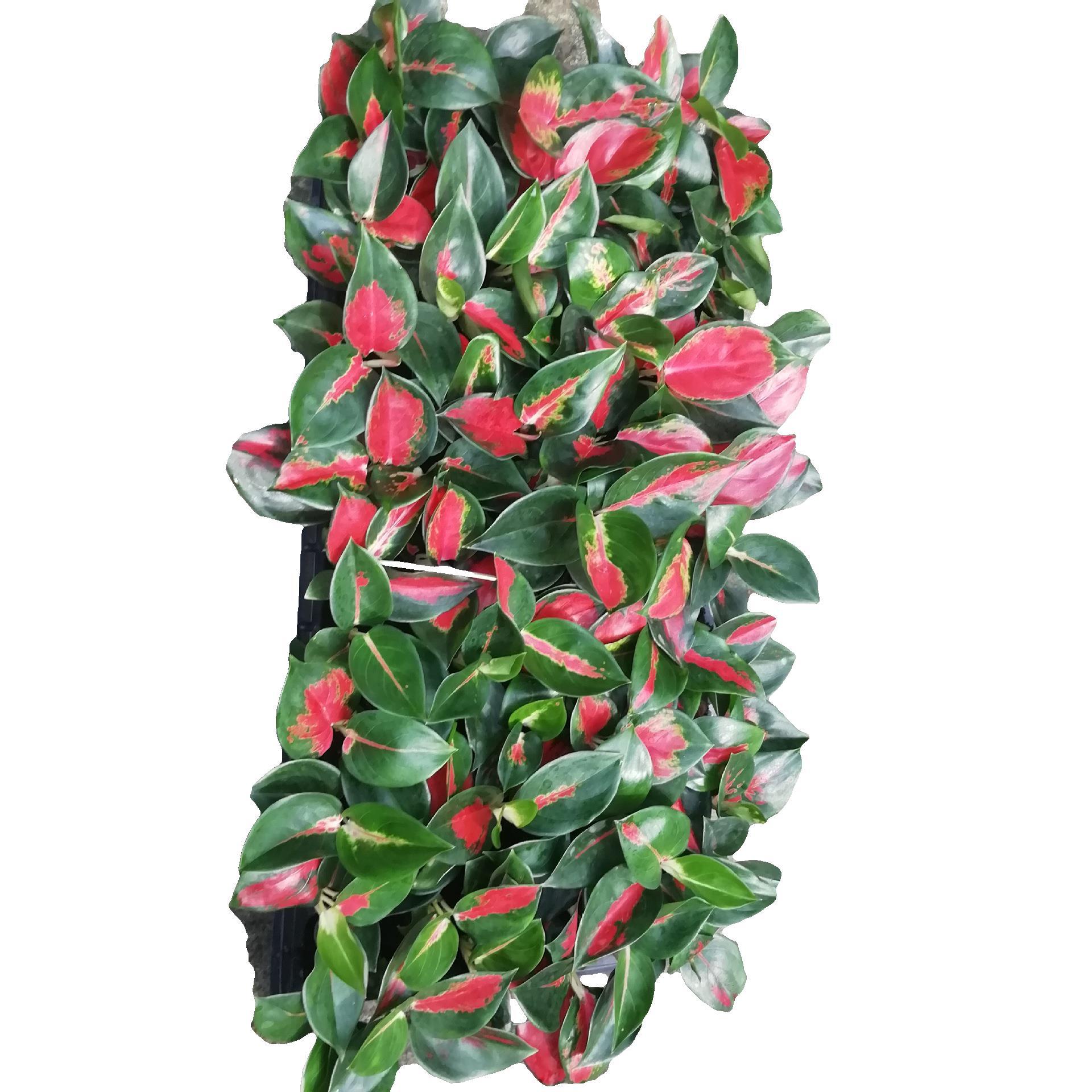 源头厂家大量供应室内绿植 粗肋草(中国红)穴盘苗 花卉种苗批发