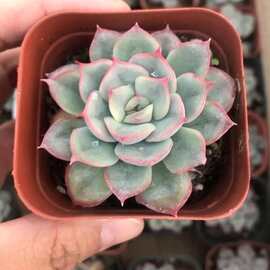 猎户座武宁座武仙座爱萌多肉植物 6.5cm盆