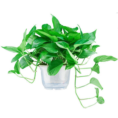 绿萝水培吊兰室内净化空气花卉大绿箩桌面小盆栽绿植物绿罗花包邮