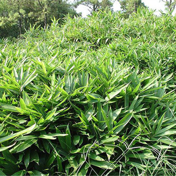 批发优质箬竹花 阔叶大叶竹 四季青 园林风景规格全 现货基地直销