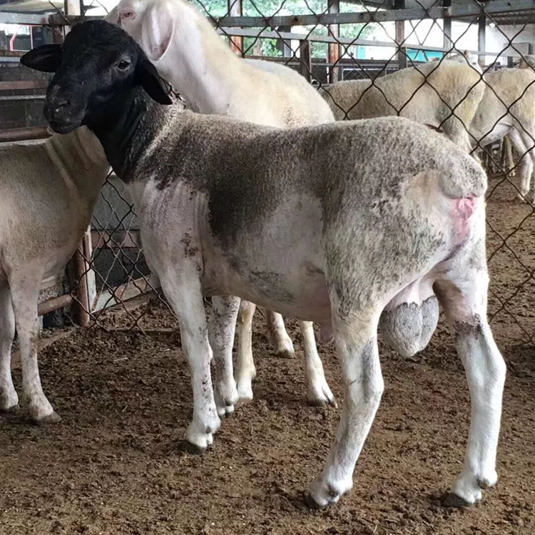 一头羊价格-一头羊价格厂家,品牌,图片,热帖-阿里巴巴