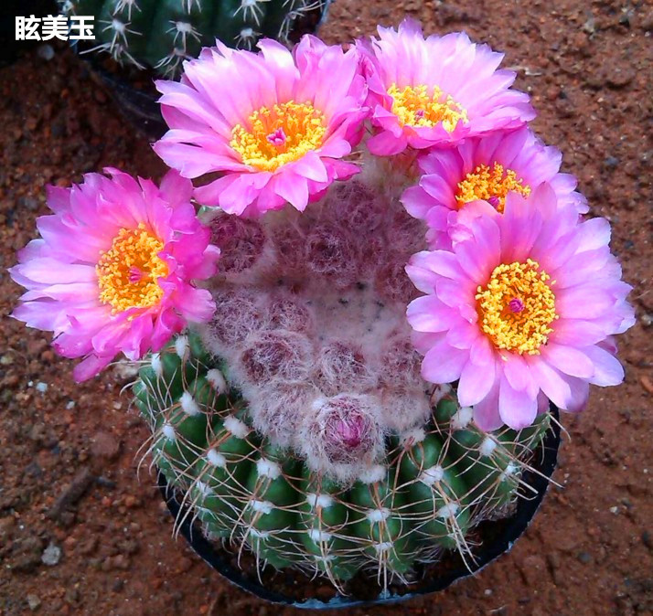 眩美玉仙人球 多肉植物 仙人球盆栽 开花仙人球绯花玉玉翁赤诚