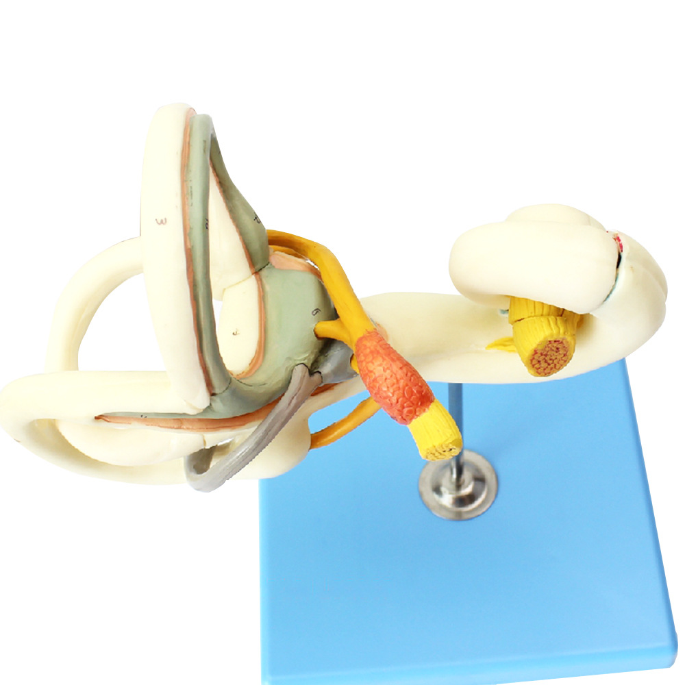 人体内耳迷路半规管放大模型 听觉系统耳鼻喉科五官神经科教具内
