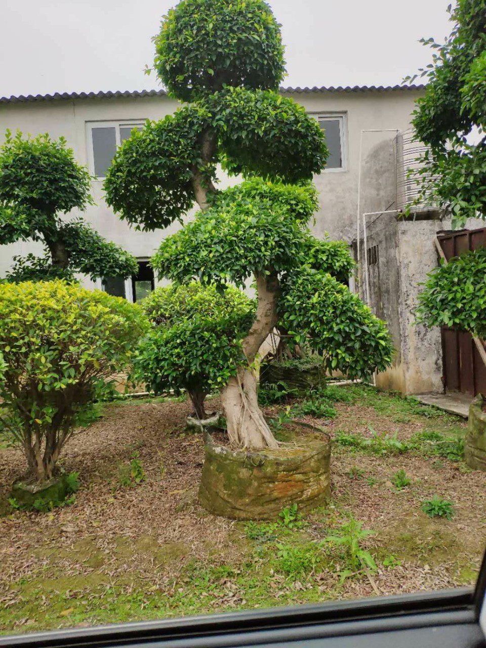 910供应 造型榕树 3-3.5米高 容器苗 桩景小叶榕 基地直销