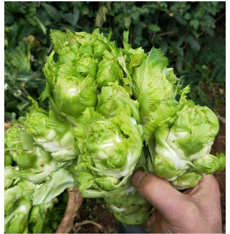 四川儿菜种子早熟大孢子芥菜种胖四季阳台蔬菜种籽儿菜抱