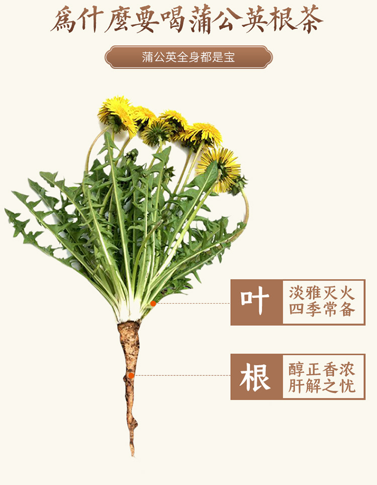 野山浦公英根茶 长白山蒲公英小根茶干货一斤装 500g养生茶送礼