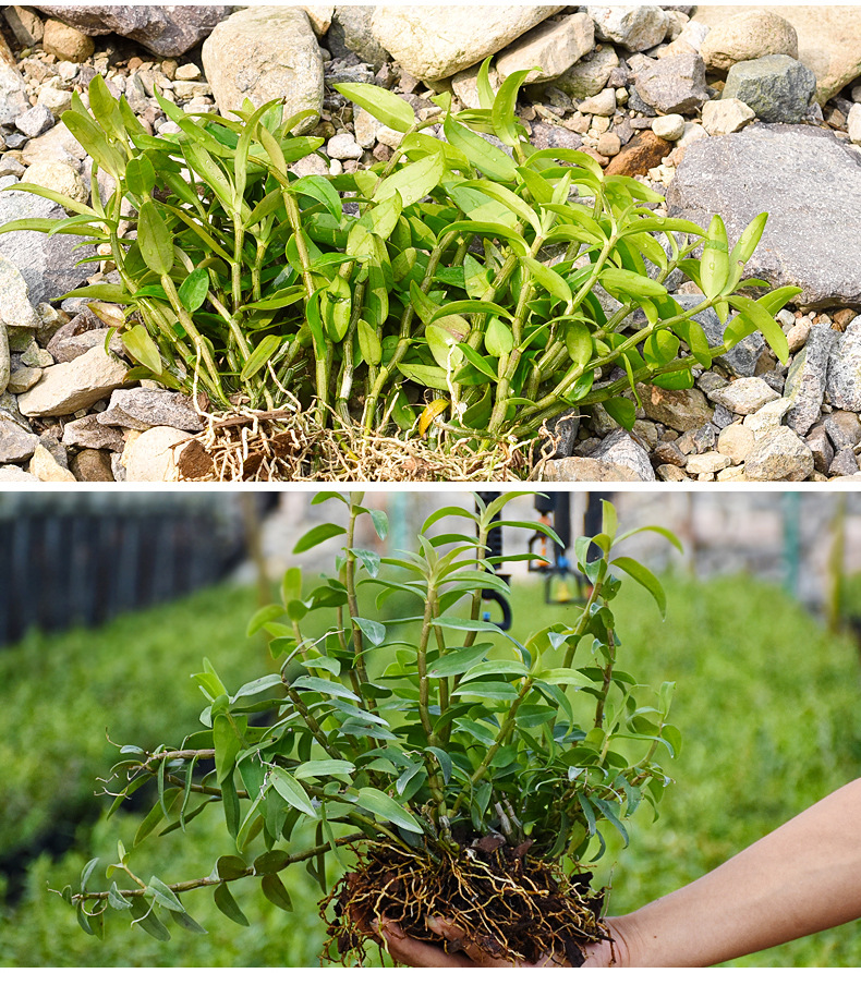 铁皮石斛杯苗室内盆栽花卉绿植鲜条裸苗办公室桌面盆栽一件代发