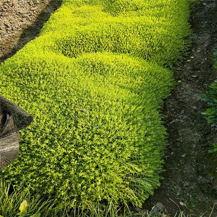 出售佛甲草屋顶公园大量出售量大优惠品种齐全