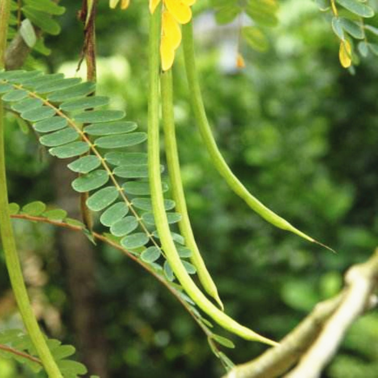 5一串红花籽矮杆高杆一串蓝花种四季易播种庭院路边绿化野花种子062